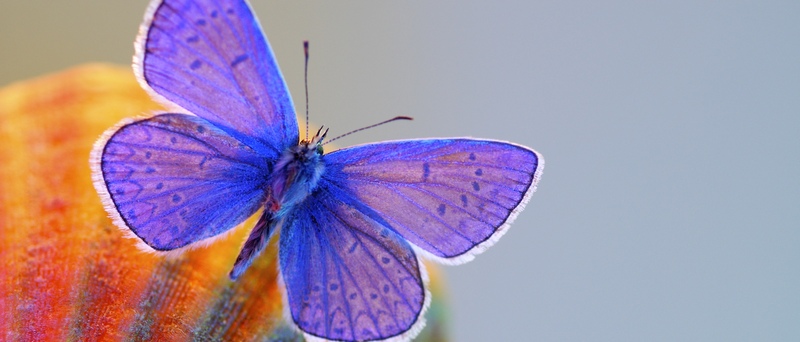 Все о бабочках в Великом Новгороде | ЗооТом портал о животных