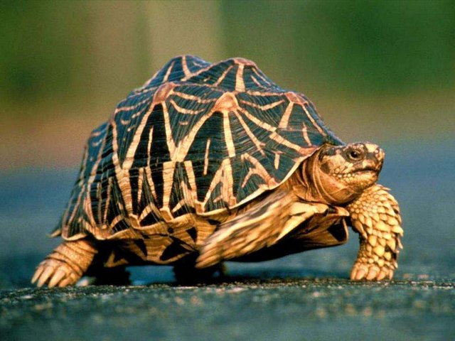 Все о черепахах в Великом Новгороде | ЗооТом портал о животных