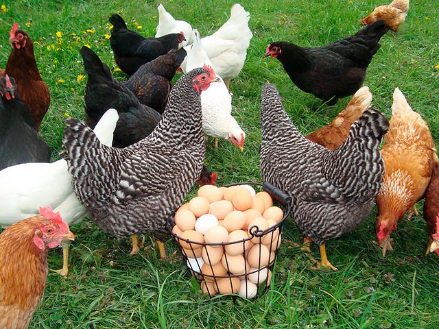 Содержание кур и уход за ними | ЗооТом - продажа, вязка и услуги для животных в Великом Новгороде Содержание кур и уход за ними | ЗооТом - продажа, вязка и услуги для животных в Великом Новгороде