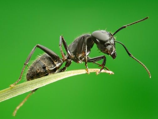 Все о муравьях в Великом Новгороде | ЗооТом портал о животных