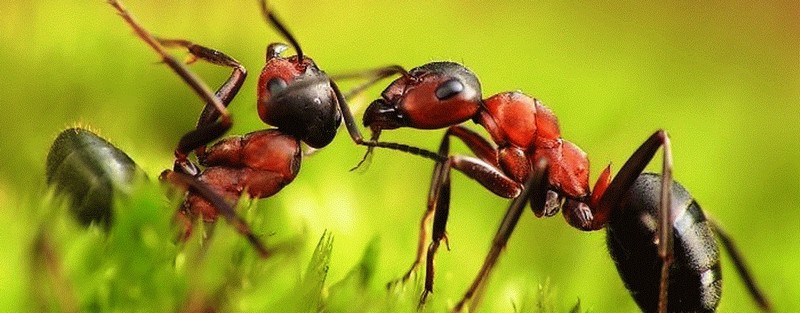 Все о муравьях в Великом Новгороде | ЗооТом портал о животных