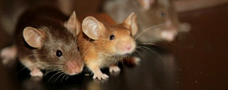 Все о мышах в Великом Новгороде | ЗооТом - продажа, вязка и услуги для животных в Великом Новгороде