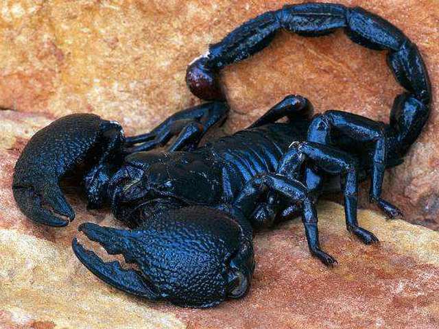 Все о скорпионах в Великом Новгороде | ЗооТом портал о животных