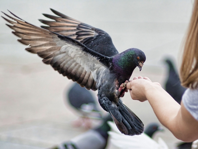 Все о голубях | ЗооТом - продажа, вязка и услуги для животных в Великом Новгороде