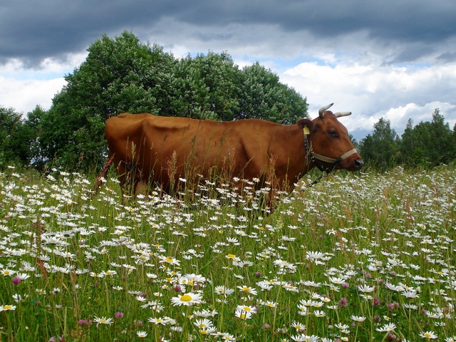 Все о коровах в Великом Новгороде | ЗооТом портал о животных