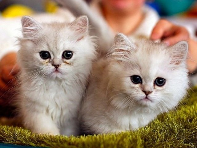 Породы кошек в Великом Новгороде | ЗооТом портал о животных