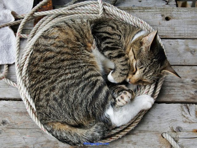Все о кошках в Великом Новгороде | ЗооТом портал о животных