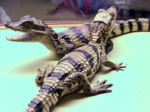 Все о крокодилах в Великом Новгороде | ЗооТом портал о животных