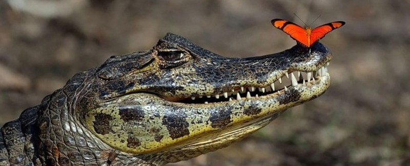 Все о крокодилах в Великом Новгороде | ЗооТом портал о животных