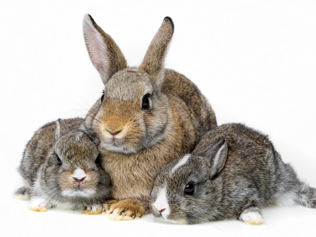 Все о кроликах в Великом Новгороде | ЗооТом портал о животных
