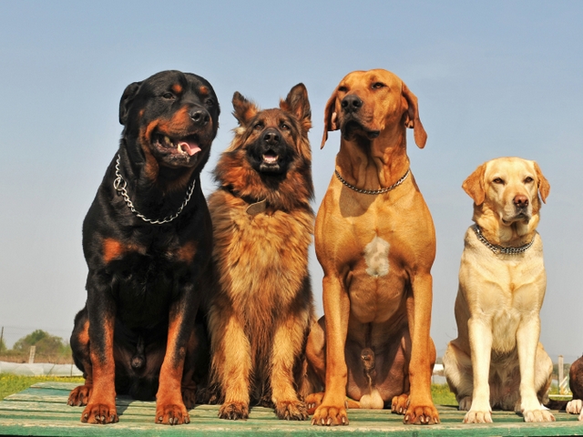 Крупные породы собак в Великом Новгороде | ЗооТом портал о животных