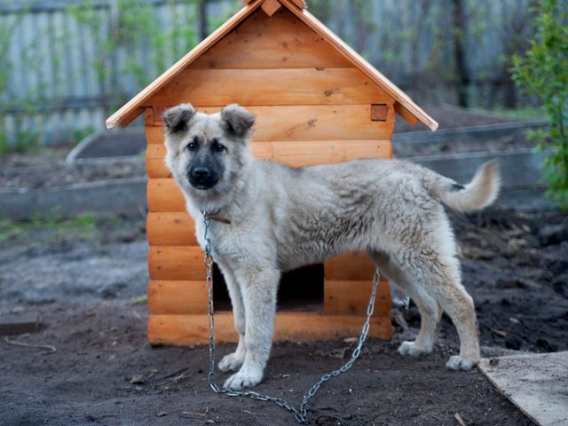 Все о собаках в Великом Новгороде