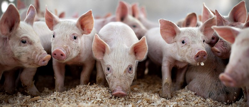 Все о свиньях в Великом Новгороде | ЗооТом портал о животных