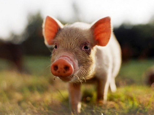 Все о свиньях в Великом Новгороде | ЗооТом портал о животных